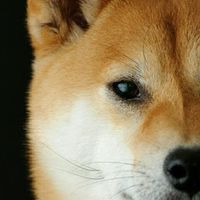 【麥可大叔紫微斗數自學公社】老師答疑、學術交流、命盤分享、案例研究、課程推薦