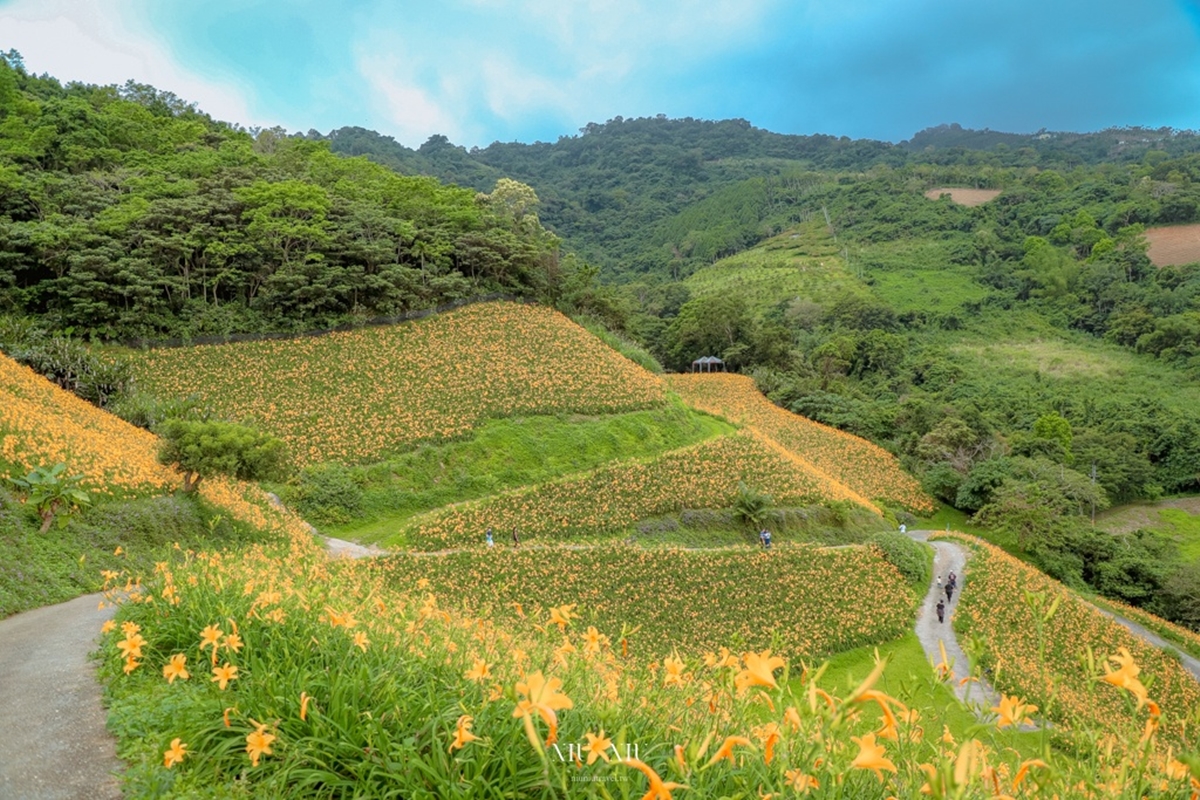 金黃花海攻占全台！５處金針花祕境：多達10萬株、北部最大、衝彰化免費拍爆