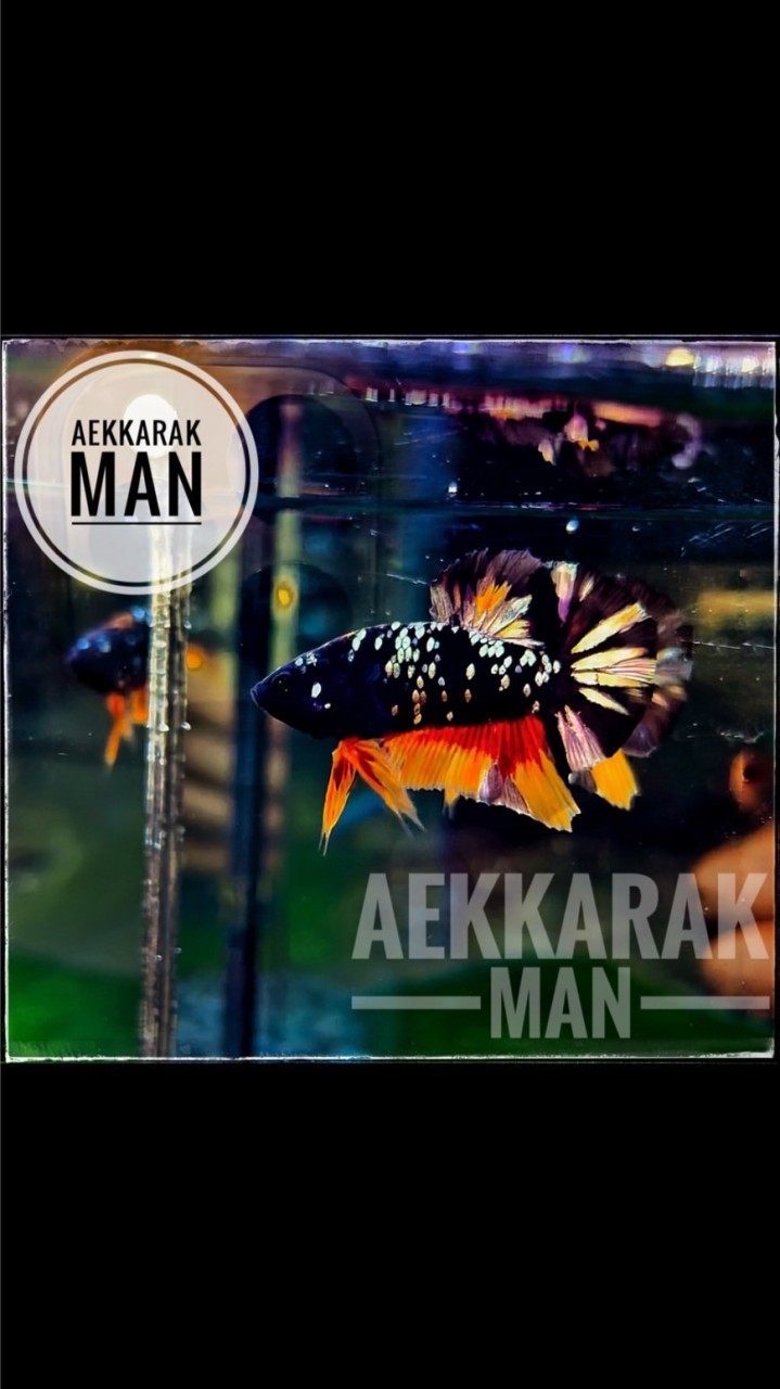 AEKKARAK MAN FARM
