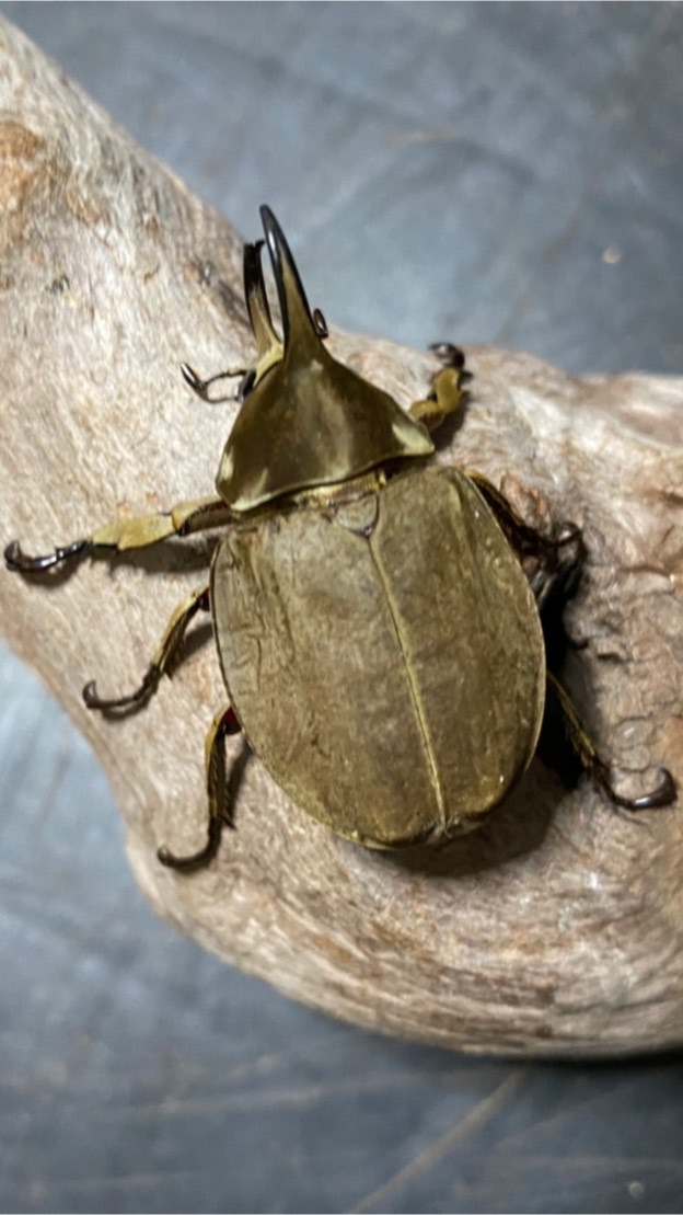 OpenChat カブトムシ・クワガタムシLOVERS