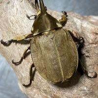 カブトムシ・クワガタムシLOVERS