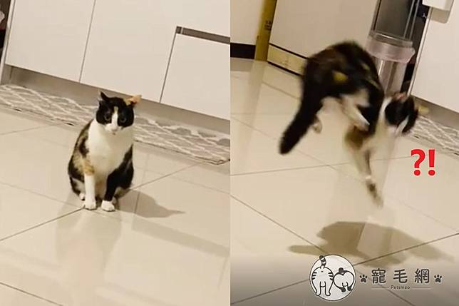 影 貓咪原地 高速空轉 奴才疑惑 我養的是貓嗎 Nownews寵毛網 Line Today