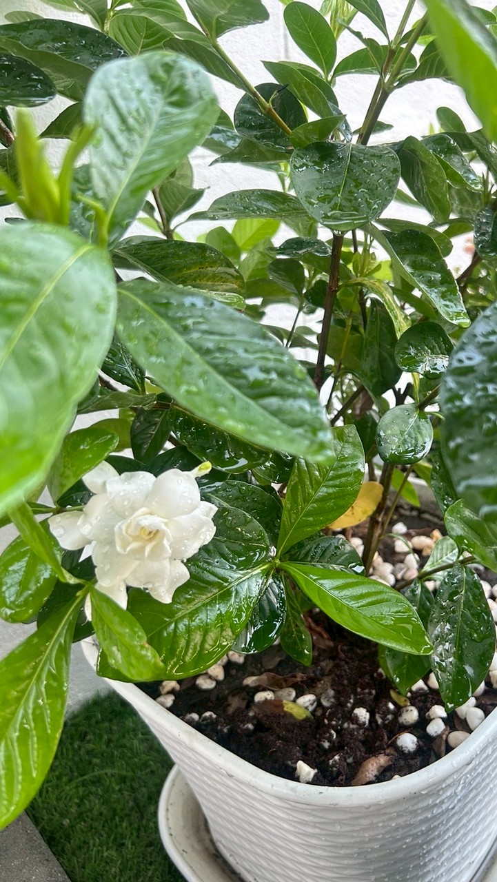 @ป.6/1 สาธิตพหลโยธิน ปี 2569