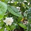 @ป.6/1 สาธิตพหลโยธิน ปี 2569