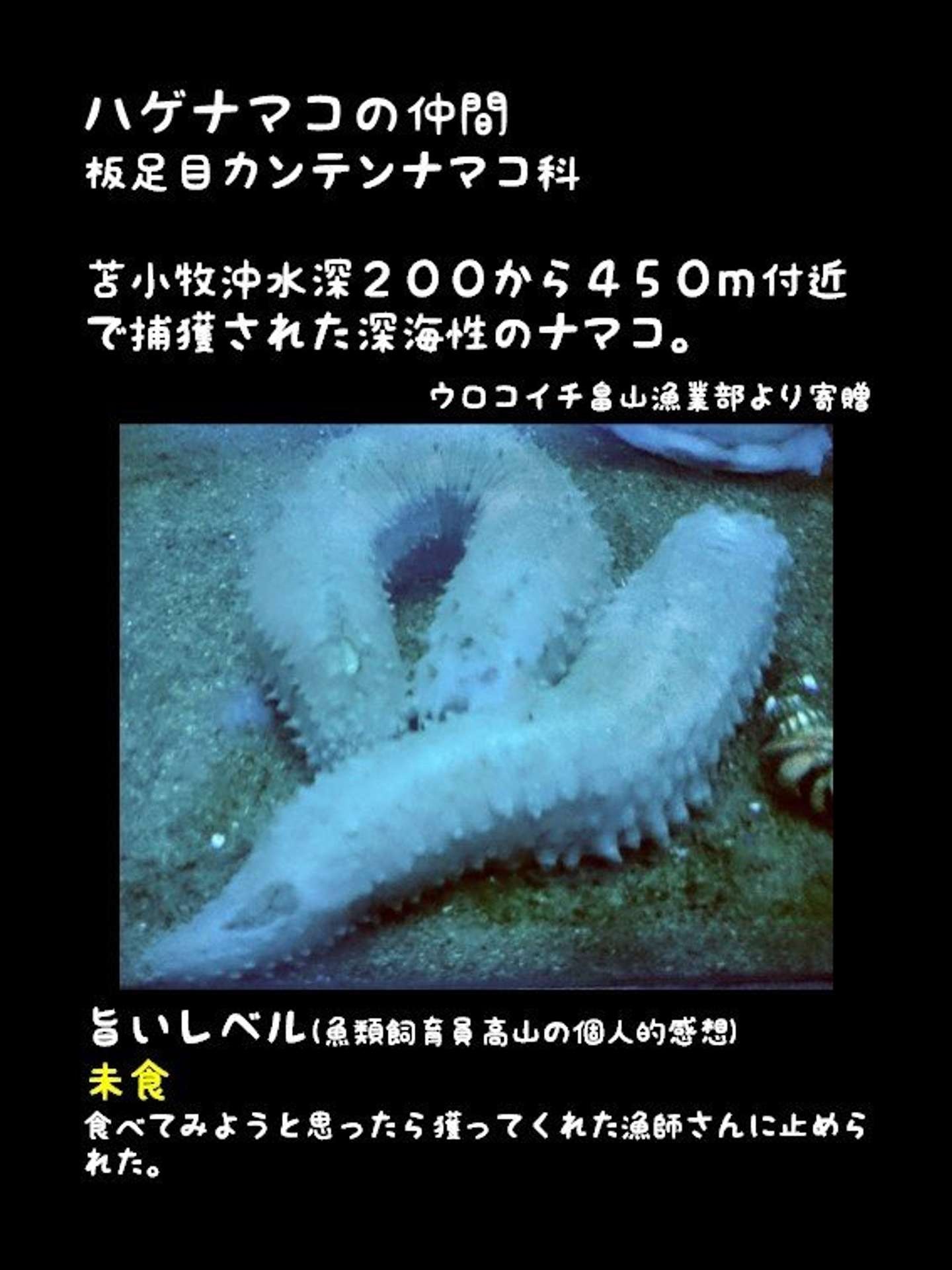 漁師さんに止められました 室蘭水族館の とりあえず食べてみる 飼育員に反響 本人に話を聞いた