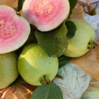 สวนฝรั่ง 🍎PINK GUAVA