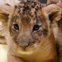 獅眷討論群