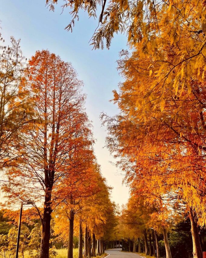 桃園大溪落羽松 桃園落羽松大道 落羽松大道