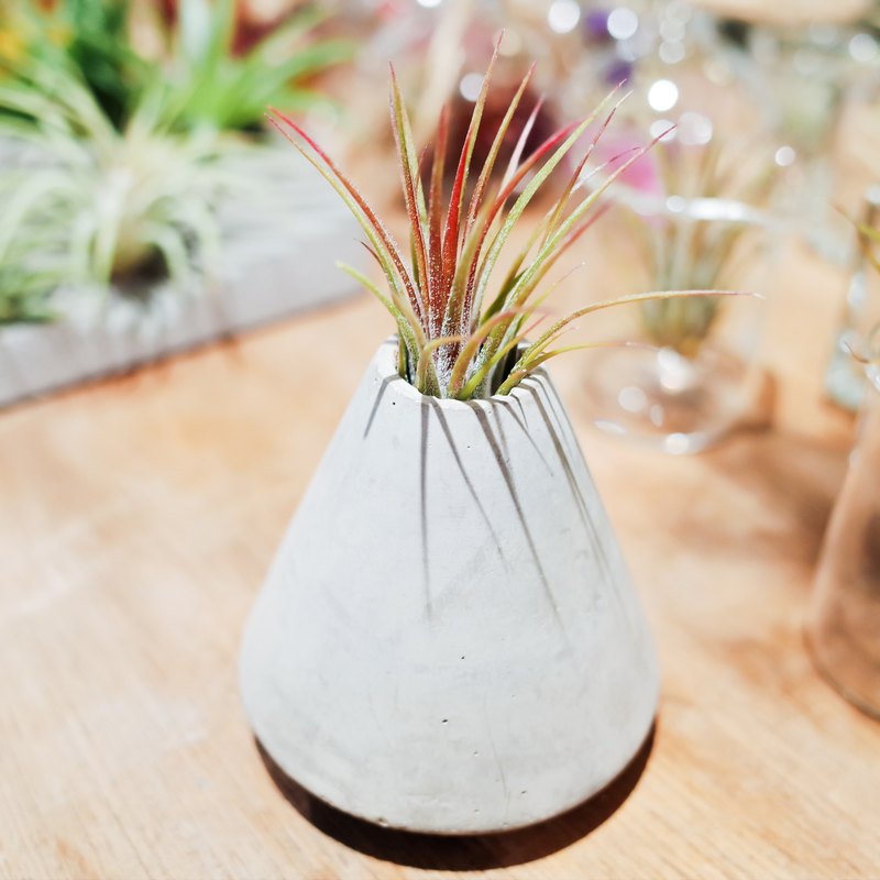 水泥火山的空氣鳳梨