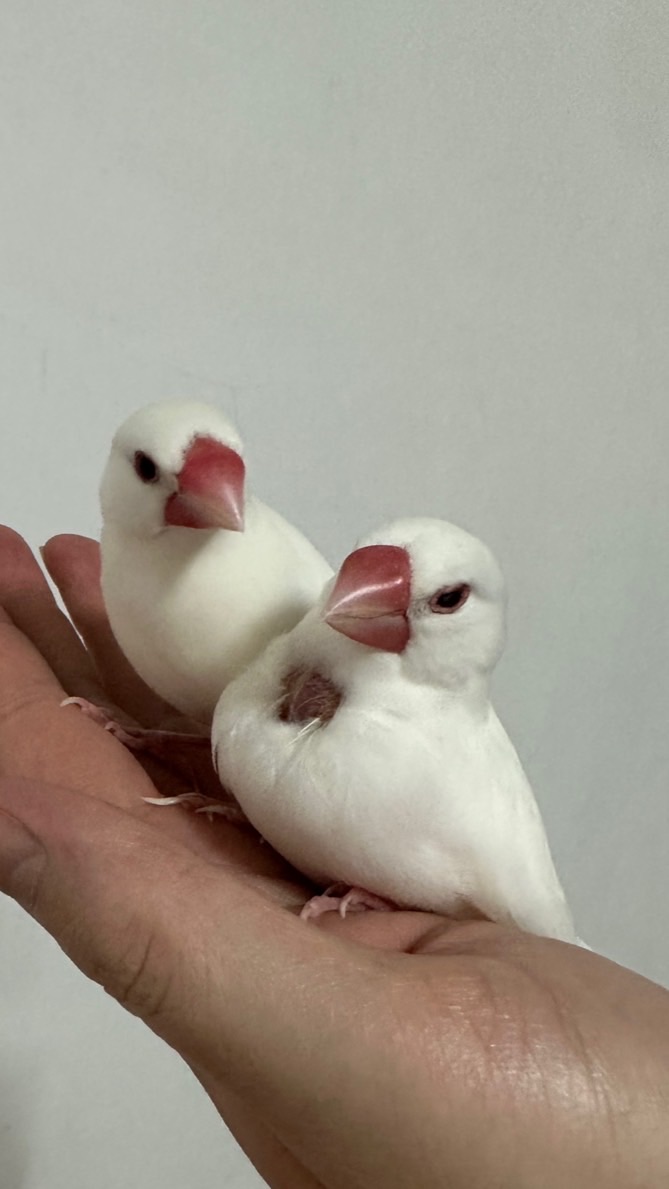文鳥飼養心得分享，比比鋒鋒的家