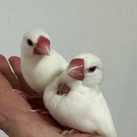 文鳥飼養心得分享，比比鋒鋒的家