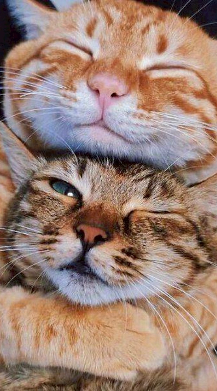 🐈️💘💘愛するニャンコロ達の徘徊💘ランド🐾