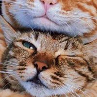 🐈️💘💘愛するニャンコロ達の徘徊💘ランド🐾