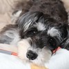 髭犬会☕️ミニチュアシュナウザー