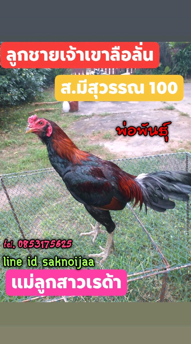แหล่งพัฒนาไก่ชนสายพันธุ์พม่าส.มีสุวรรณ💯พม่าตอคม จับต้องได้ทุกคน😘