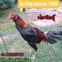 แหล่งพัฒนาไก่ชนสายพันธุ์พม่าส.มีสุวรรณ💯พม่าตอคม จับต้องได้ทุกคน😘