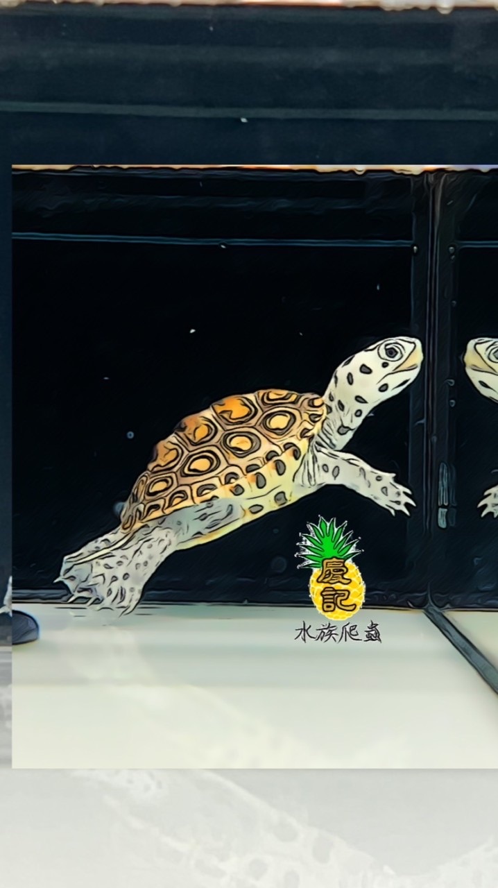 慶記水族爬蟲館