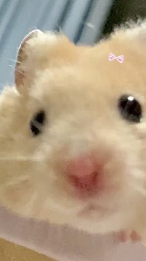 なんでもあり