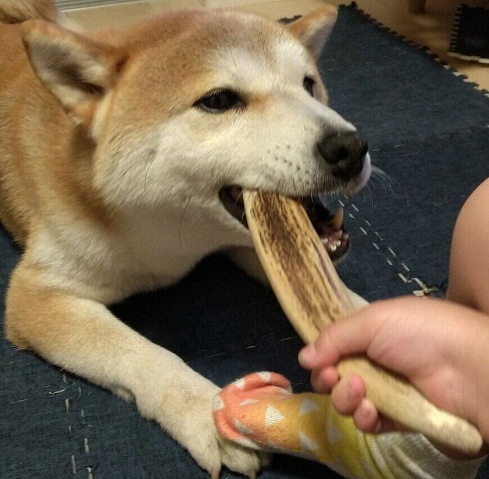 この手を離さない 柴犬タロさんの為に頑張る娘