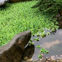 感恩山海觀常常有大悶鍋體驗
