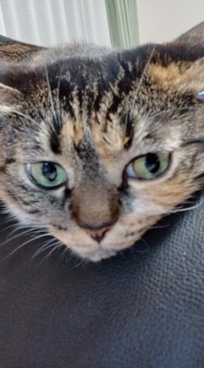 捨て猫を拾った、見たことのある人集まれー