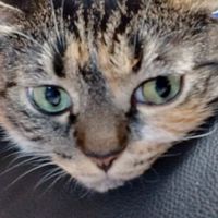 ネコ好きな人は、ここにきてー🐈‍⬛