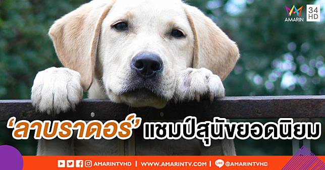 ลาบราดอร์ รีทรีฟเวอร์u0027 ครองแชมป์สุนัขยอดนิยม 28 สมัยซ้อน  Amarin 