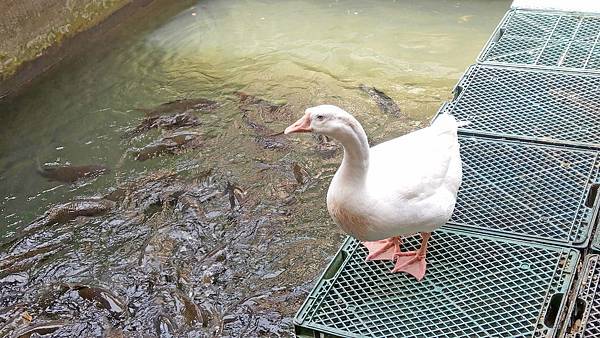 【台北美食】大豐花園餐廳-免門票也可以看到可愛的小動物，隱藏在市區附近的烤雞花園餐廳