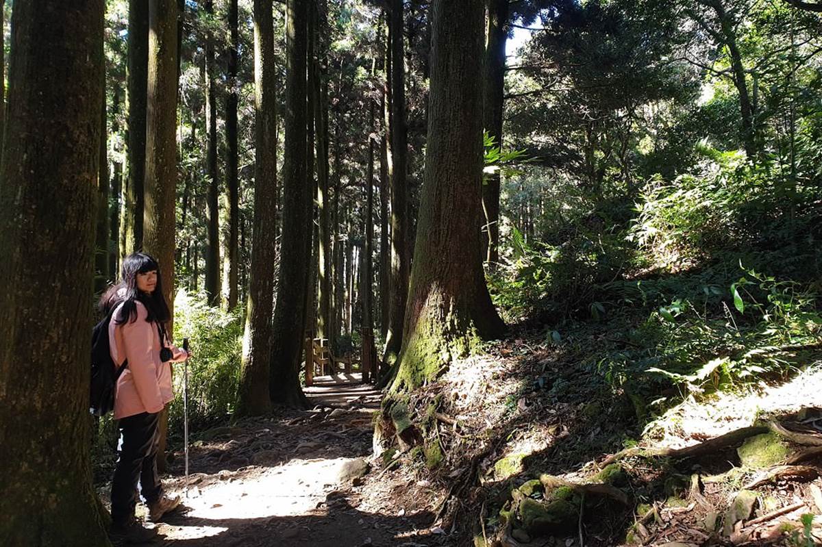 嘉義最消暑玩法！２大瀑布祕境＋10條森林步道：阿里山五星級步道、嵐山竹林