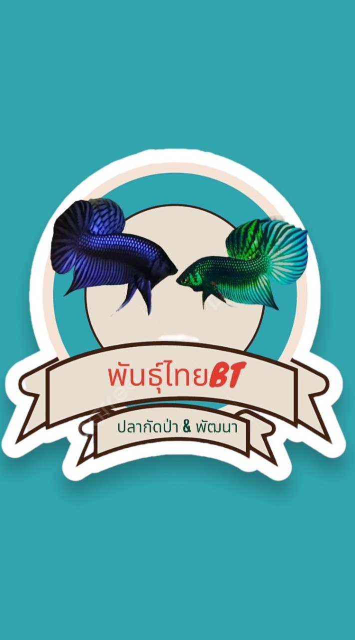 Phanthaibetta (พันธุ์ไทยBT)