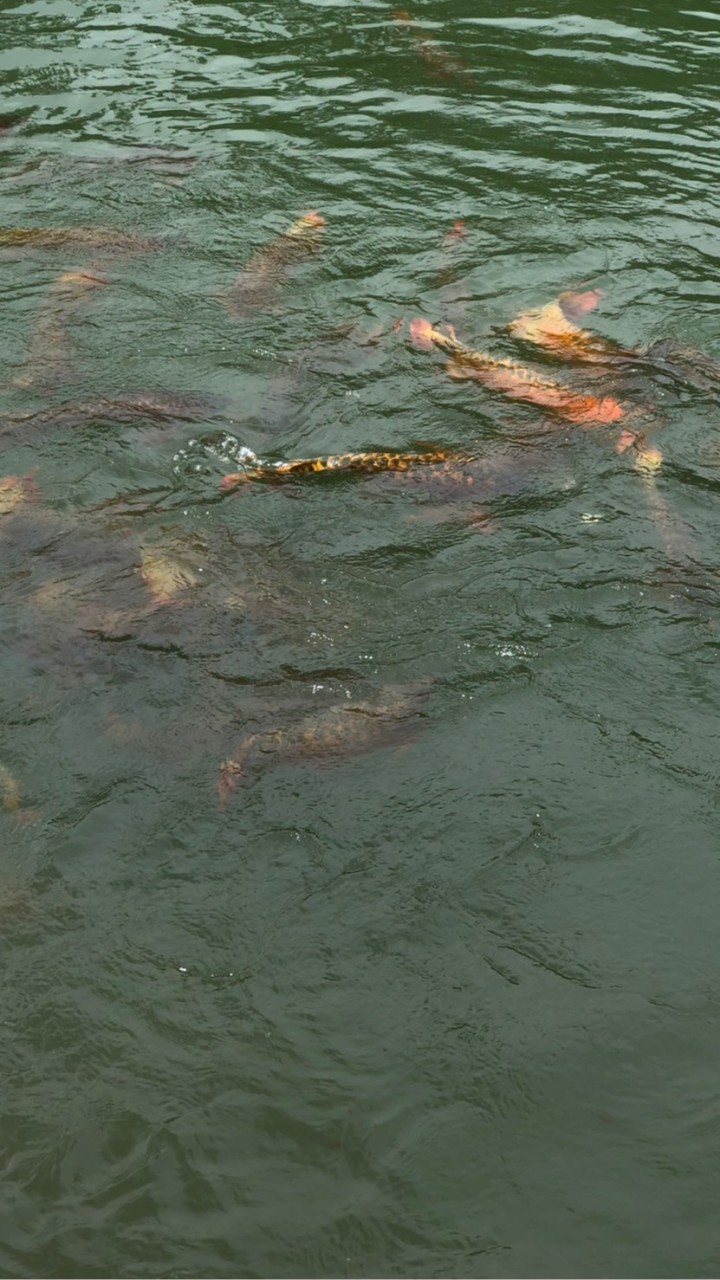 麥之龍 龍魚會館