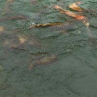 麥之龍 龍魚會館