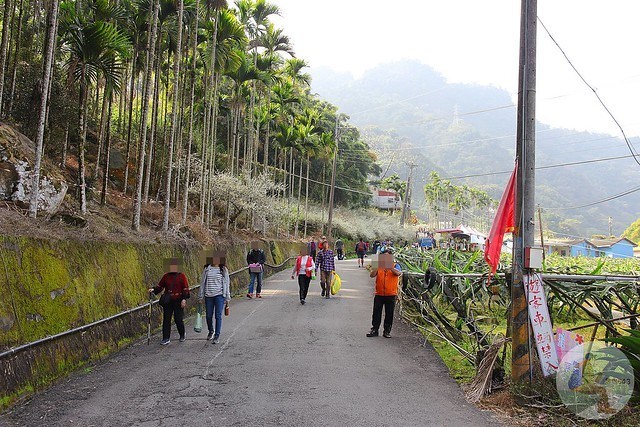 台中新社梅花秘境