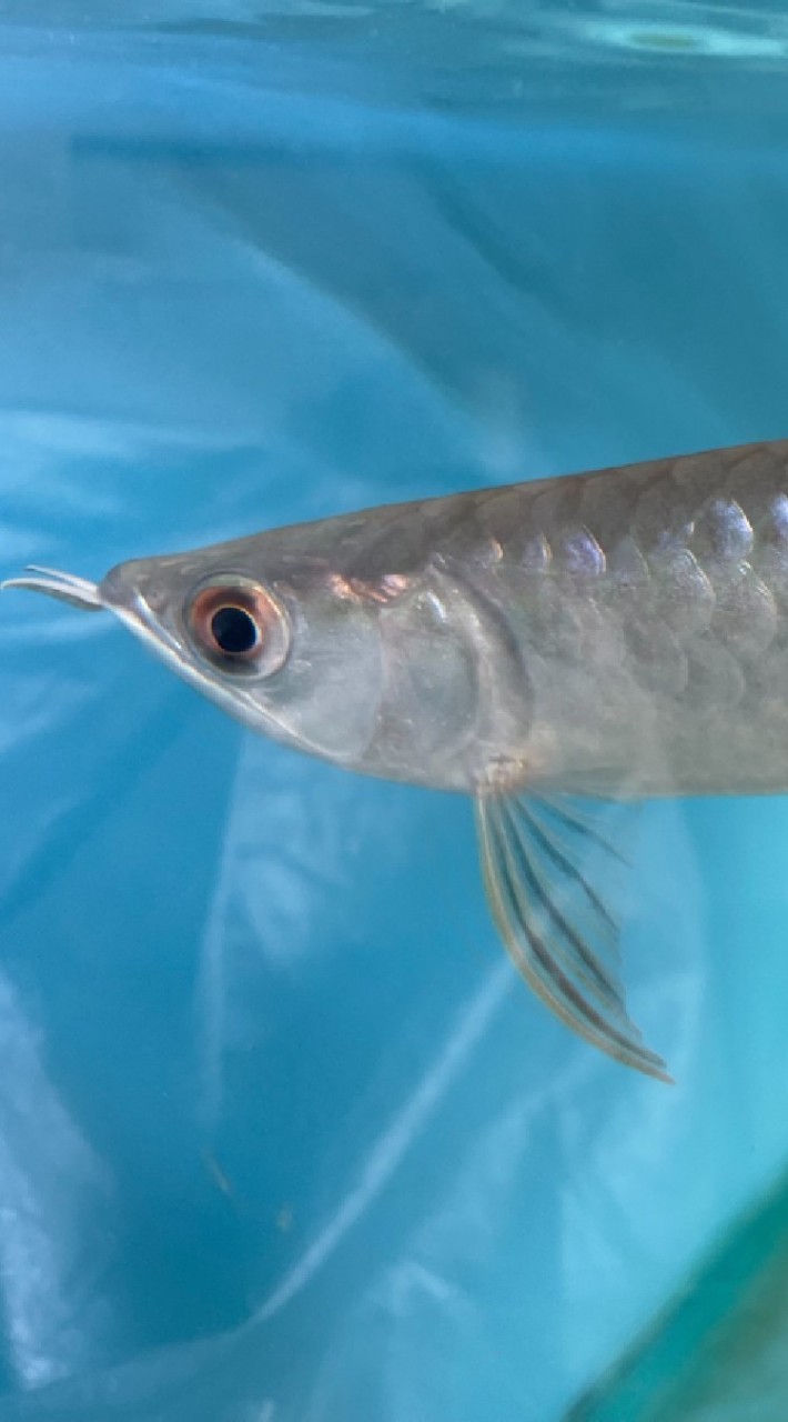 FK.arowana