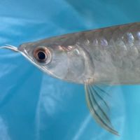 FK.arowana