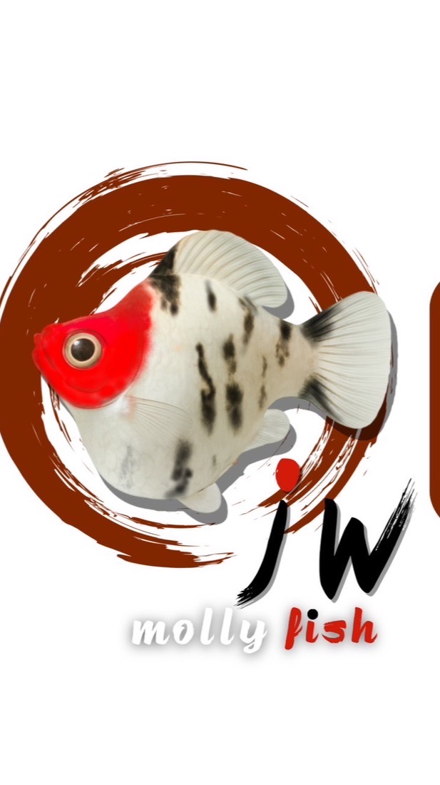 JW Molly fish