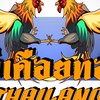 ข่าวสารไก่ชน วงในไก่ชน By: ไก่เดือยทอง THAILAND 🐓