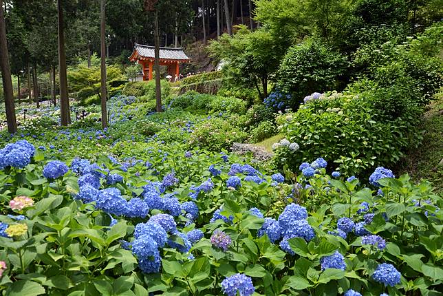 京都 繡球花攻略 從觀光名所到口袋名單景點 旅色 Line Today