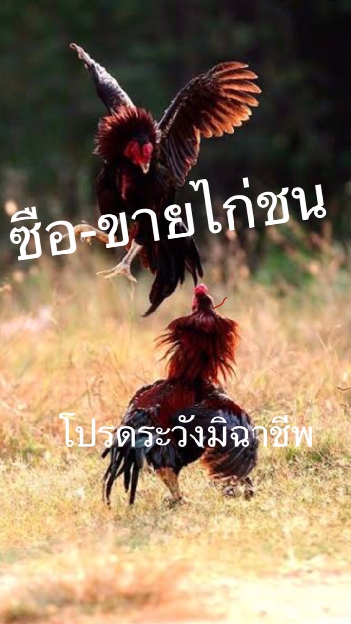 ซื้อ-ขายไก่ชนทุกสายพันธุ์ ที่ใช้ชนจริง