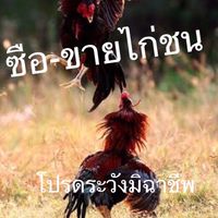 ซื้อ-ขายไก่ชนทุกสายพันธุ์ ที่ใช้ชนจริง