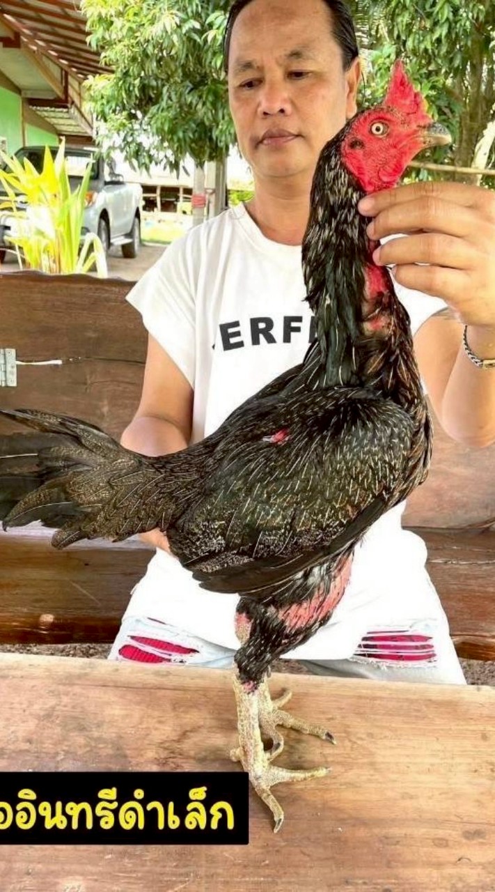 ช.ดอกคูณฟาร์ม(ไก่สายเลือดเงินล้าน)