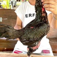 ช.ดอกคูณฟาร์ม(ไก่สายเลือดเงินล้าน)