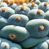 銀 烏 翠 Lophophora屬Taiwan交流區