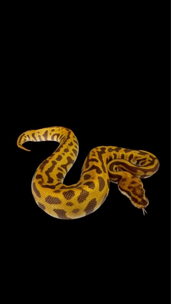 ボールボーラーボーレスト🐍