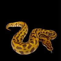 ボールボーラーボーレスト🐍