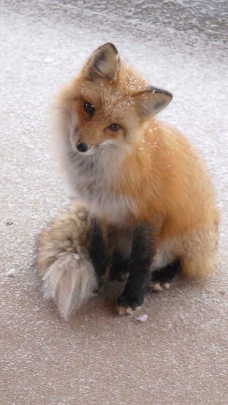 จิ้งกะจอก 🦊