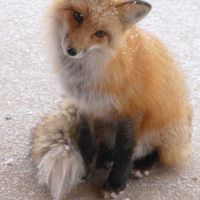 จิ้งกะจอก 🦊
