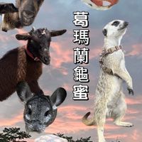 葛瑪蘭龜蜜（宜蘭 陸龜 蘇卡達 亞達伯拉 豹龜 蜥蜴 養龜交流）