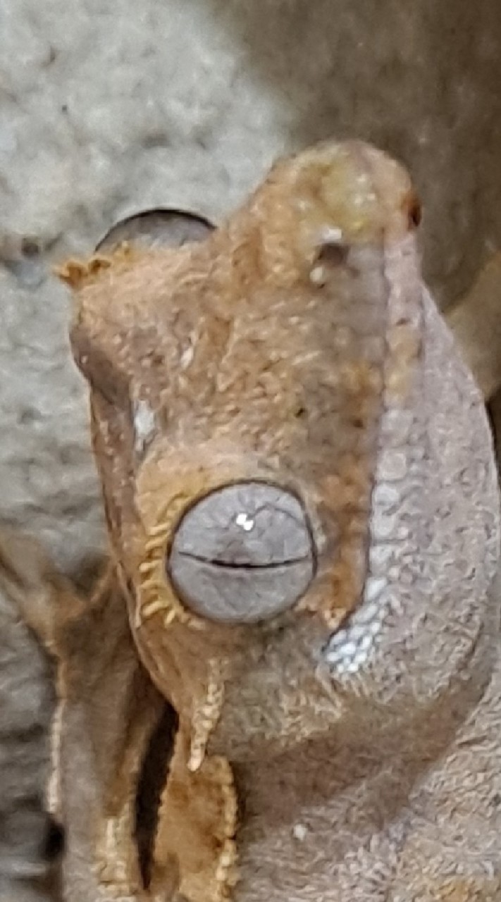Hans gecko