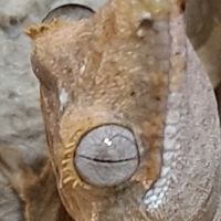Hans gecko